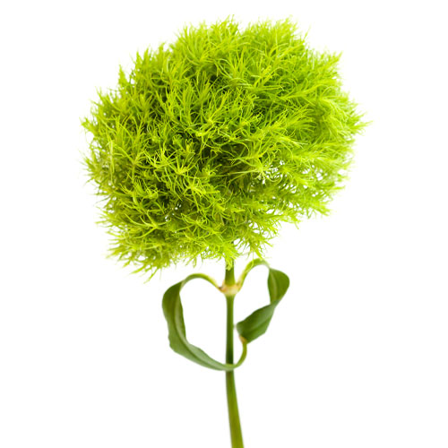 sortim_Dianthus